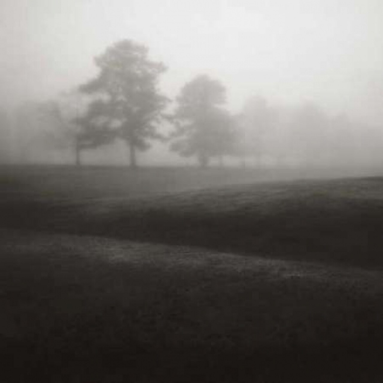 Fog Tree Study II Poster Print by Jamie Cook - Item # VARPDX5118